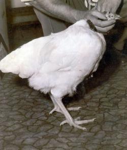 Mike the Headless Chicken